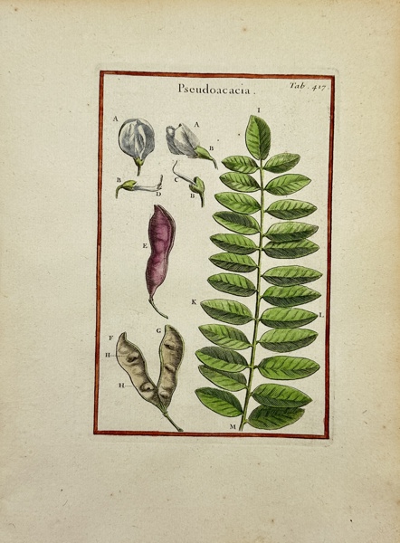 Joseph Pitton de Tournefort after Claude Aubriet - Hand-coloured Engraving - Pseudoacacia - Black Locust