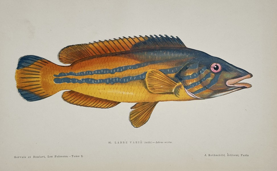 Jules Rothschild (Publisher) – Illustration of the Cuckoo Wrasse (Labrus mixtus) – Chromolithograph (c. 1877)