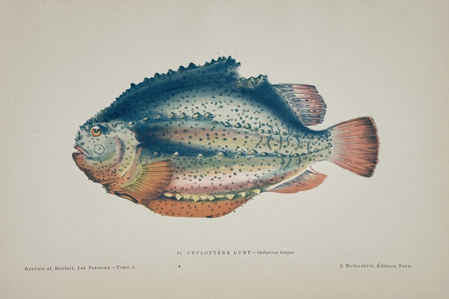 Jules Rothschild (Publisher) – Illustration of the Lumpfish (Cyclopterus lumpus) – Chromolithograph (c. 1877)
