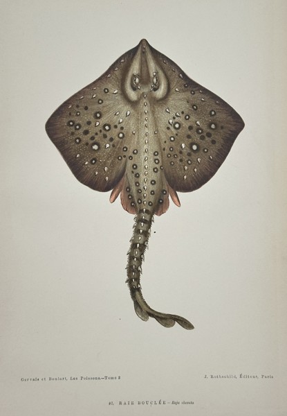 Jules Rothschild (Publisher) – Illustration of the Thornback Ray (Raja clavata) – Chromolithograph (c. 1877)