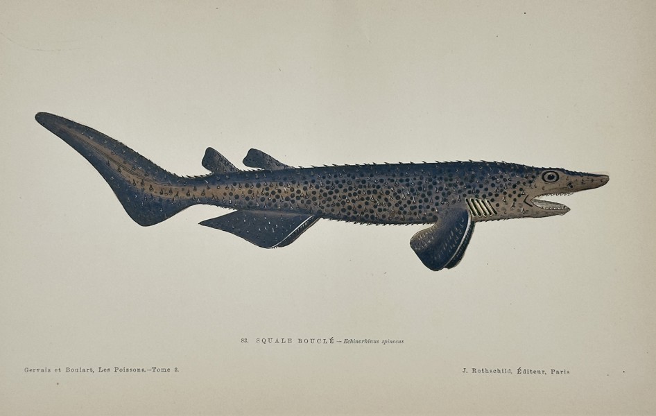 Jules Rothschild (Publisher) – Illustration of the Bramble Shark (Echinorhinus spinosus) – Chromolithograph (c. 1877)