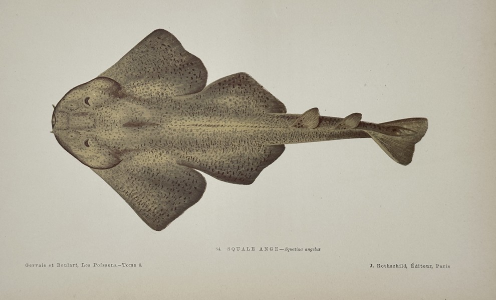 Jules Rothschild (Publisher) – Illustration of the Angelshark (Squatina angelus) – Chromolithograph (c. 1877)