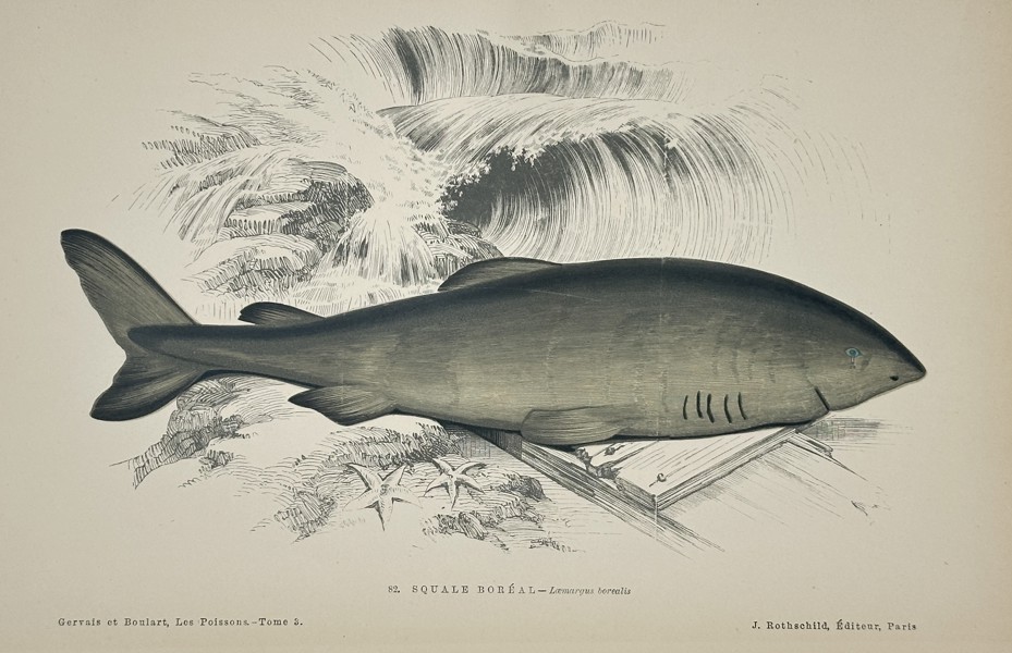 Jules Rothschild (Publisher) – Illustration of the Greenland Shark (Laemargus borealis) – Engraving (c. 1877)