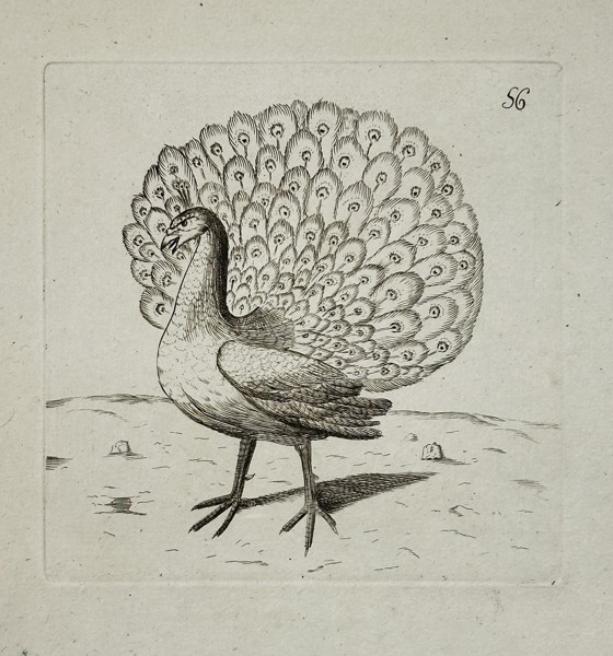Unknown Artist – Illustration of a Peafowl (Peacock) Displaying its Train – Copperplate engraving (18th century)