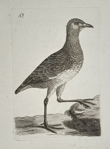 Unknown Artist – Illustration of a Shorebird Standing on One Leg – Copperplate engraving (18th century)