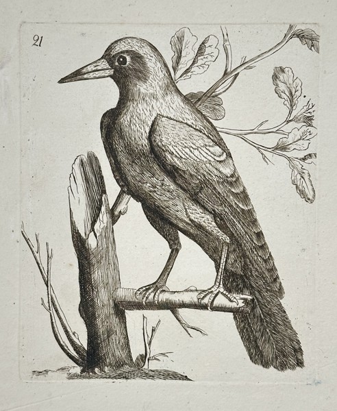 Unknown Artist – Illustration of a Crow Perched on a Stump – Copperplate engraving (18th century)