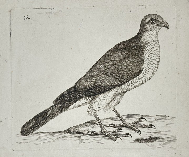 Unknown Artist – Illustration of a Hawk or Bird of Prey – Copperplate engraving (18th century)