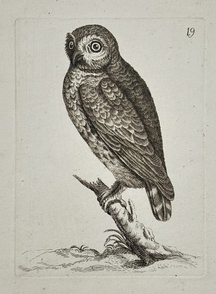 Unknown Artist – Illustration of a Small Owl Perched on a Branch – Copperplate engraving (18th century)