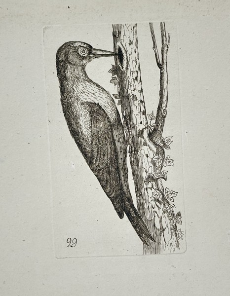 Unknown Artist – Illustration of a Woodpecker Clinging to a Tree Trunk – Copperplate engraving (18th century)