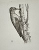Unknown Artist – Illustration of a Woodpecker Clinging to a Tree Trunk – Copperplate engraving (18th century)