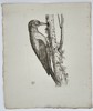 Unknown Artist – Illustration of a Woodpecker Clinging to a Tree Trunk – Copperplate engraving (18th century)