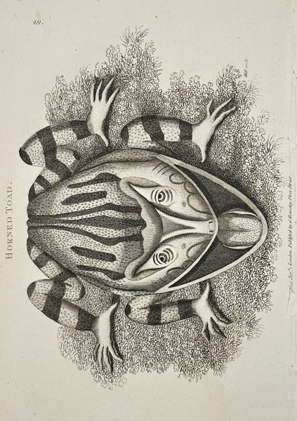 George Shaw (1751–1813) – Illustration of the Horned Toad (Horned Frog) – Copperplate engraving (c. 1800)