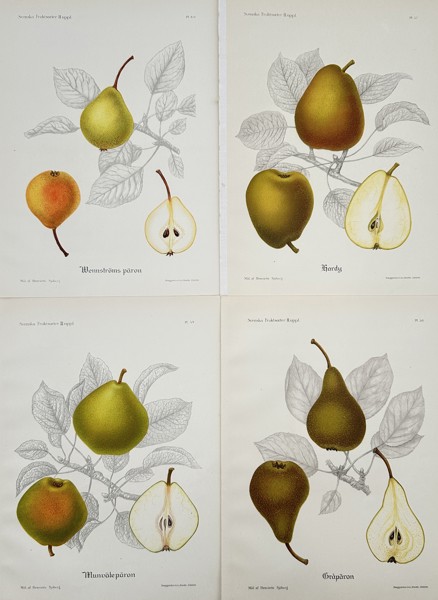 Henriette Sjöberg (1860–1936) – Set of Four: Pomological Illustrations of Swedish Pear Varieties – Chromolithograph (c. 1890)
