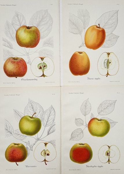 Henriette Sjöberg (1860–1936) – Set of Four: Pomological Illustrations of Swedish Apple Varieties – Chromolithograph (c. 1890)