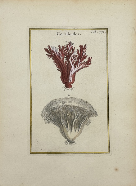 Joseph Pitton de Tournefort after Claude Aubriet - Hand-coloured Engraving - Hericium coralloides - Coralloides - Coral tooth Fungus