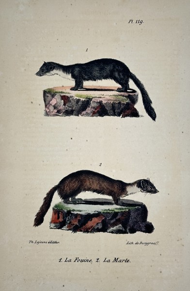 Georges-Louis Leclerc, Comte de Buffon (1707–1788) – The Fouine and The Marten – Hand-colored lithograph (19th Century)
