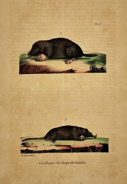 Georges-Louis Leclerc, Comte de Buffon (1707–1788) – The Mole and The Canadian Mole – Hand-colored lithograph (19th Century)