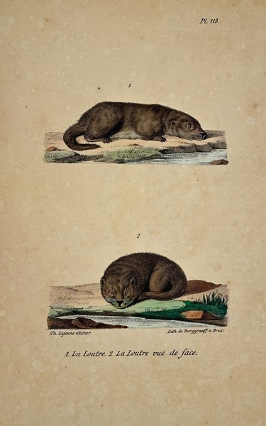 Georges-Louis Leclerc, Comte de Buffon (1707–1788) – The Otter (La Loutre) – Hand-colored lithograph (19th Century)