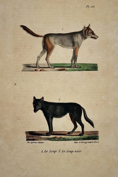Georges-Louis Leclerc, Comte de Buffon (1707–1788) – The Wolf and The Black Wolf – Hand-colored lithograph (19th Century)