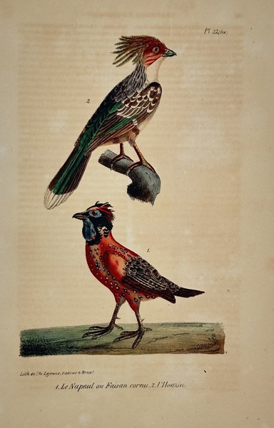 Georges-Louis Leclerc, Comte de Buffon (1707–1788) – The Horned Pheasant (Napaul) and The Houxin – Hand-colored lithograph (19th Century)