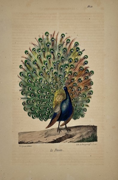 Georges-Louis Leclerc, Comte de Buffon (1707–1788) – The Peacock (Le Paon) – Hand-colored lithograph (19th Century)