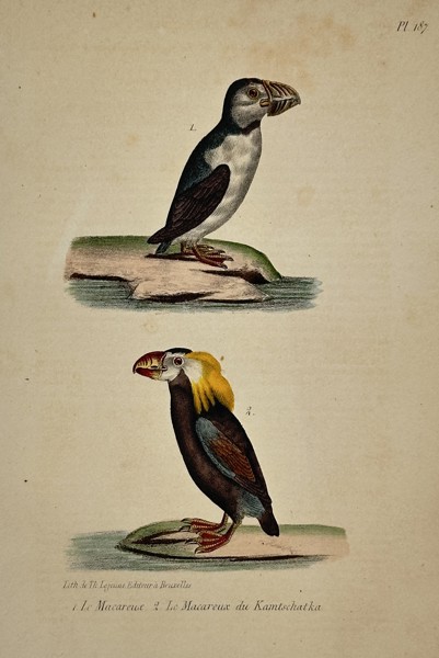 Georges-Louis Leclerc, Comte de Buffon (1707–1788) – The Puffin and The Kamchatka Puffin – Hand-colored lithograph (19th Century)