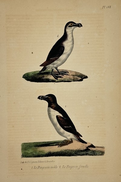 Georges-Louis Leclerc, Comte de Buffon (1707–1788) – The Auk (Le Pinguin), Male and Female – Hand-colored lithograph (19th Century)