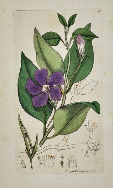 James Sowerby (1757–1822) – Lesser Periwinkle (Vinca minor) from English Botany – Hand-colored engraving (1795)