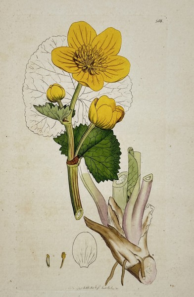 James Sowerby (1757–1822) – Marsh Marigold (Caltha palustris) from English Botany – Hand-colored engraving (1798)