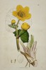 James Sowerby (1757–1822) – Marsh Marigold (Caltha palustris) from English Botany – Hand-colored engraving (1798)