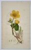 James Sowerby (1757–1822) – Marsh Marigold (Caltha palustris) from English Botany – Hand-colored engraving (1798)