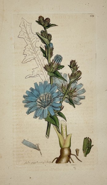 James Sowerby (1757–1822) – Chicory (Cichorium intybus) from English Botany – Hand-colored engraving (1799)