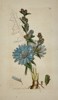 James Sowerby (1757–1822) – Chicory (Cichorium intybus) from English Botany – Hand-colored engraving (1799)