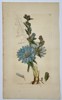 James Sowerby (1757–1822) – Chicory (Cichorium intybus) from English Botany – Hand-colored engraving (1799)