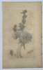 James Sowerby (1757–1822) – Chicory (Cichorium intybus) from English Botany – Hand-colored engraving (1799)