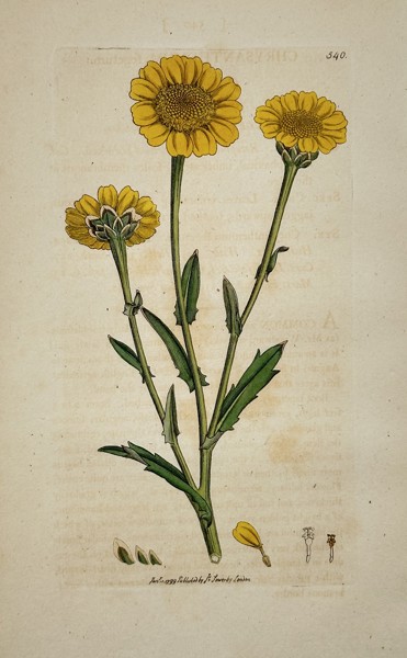 James Sowerby (1757–1822) – Corn Marigold (Glebionis segetum) from English Botany – Hand-colored engraving (1796)