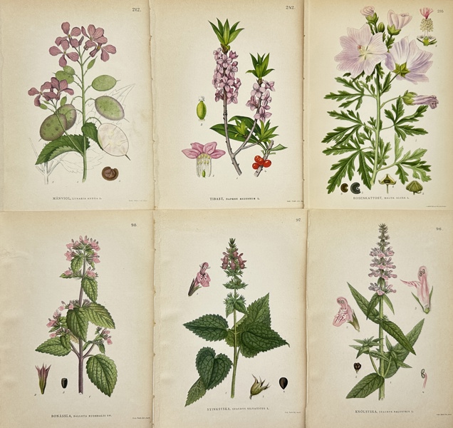 Carl Lindman (1856-1928), Nordens Flora - Set of 6 Botanical Prints - Lunaria Annua - Ballota Ruderalis - Daphne Mezereum