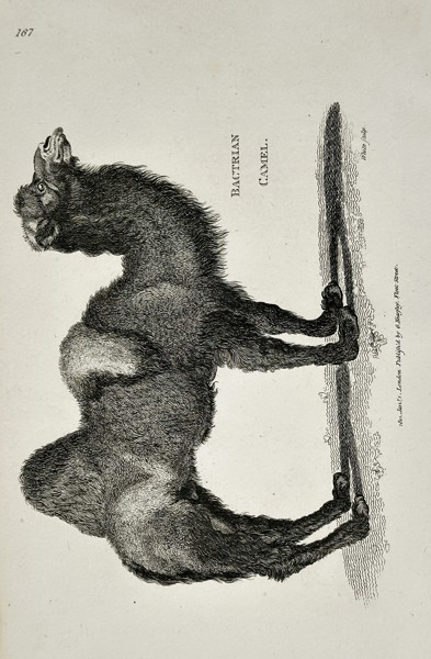 George Shaw (1751–1813) – Bactrian Camel from General Zoology – Engraving (1800)