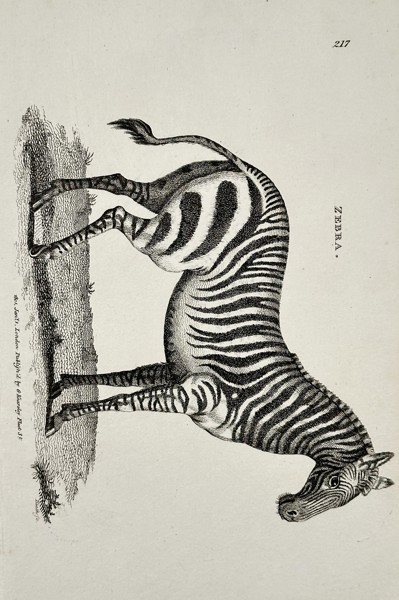 George Shaw (1751–1813) – Zebra from General Zoology – Engraving (1800)