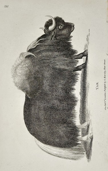 George Shaw (1751–1813) – Yak from General Zoology – Engraving (1800)
