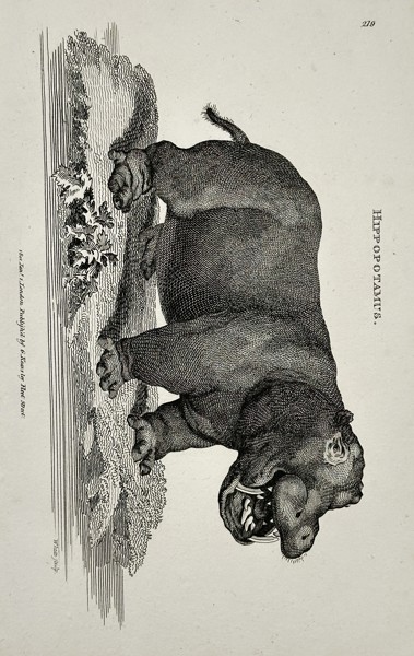 George Shaw (1751–1813) – Hippopotamus from General Zoology – Engraving (1801)
