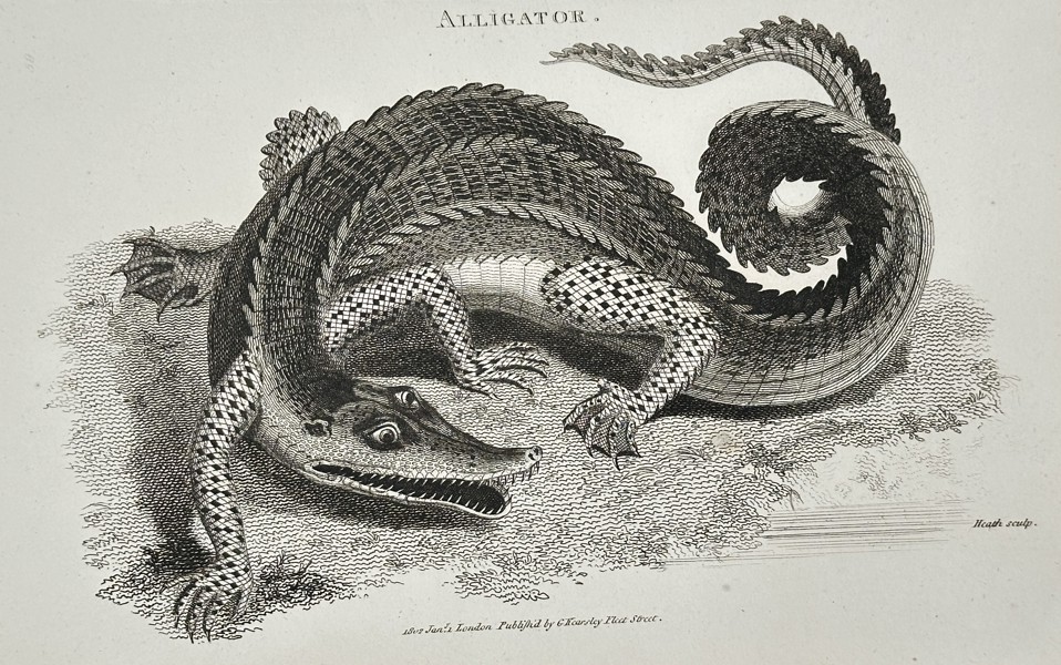 George Shaw (1751–1813) – Alligator from General Zoology – Engraving (1801)