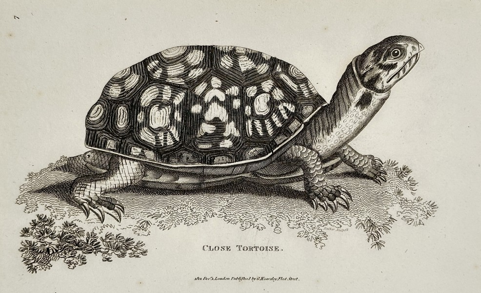 George Shaw (1751–1813) – Close Tortoise from General Zoology – Engraving (1801)