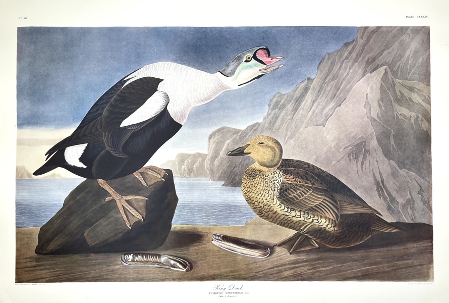 John James Audubon - Birds Of America Double Elephant Folio - King Duck - Fuligula Spectabilis