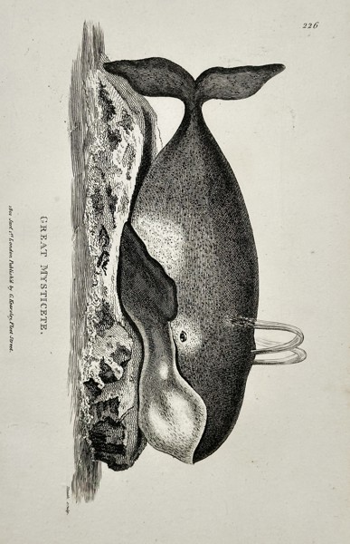 George Shaw (1751–1813) – Great Mysticete (Baleen Whale) from General Zoology – Engraving (1800)