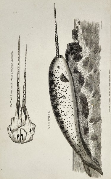 George Shaw (1751–1813) – Narwhal and Skull with Tusks from General Zoology – Engraving (1803)