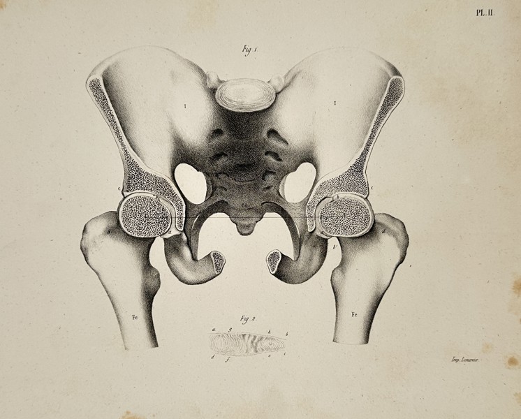Theodor Ludwig Wilhelm von Bischoff (1807–1882) – Human Pelvis and Hip Joints from the Anatomical Encyclopedia – Engraving (1843)