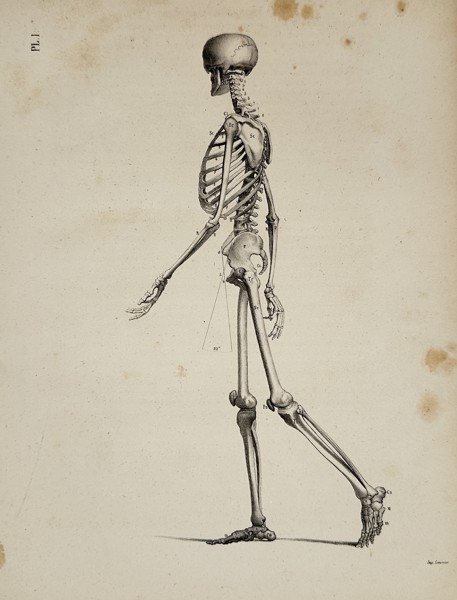 Theodor Ludwig Wilhelm von Bischoff (1807–1882) – Human Skeleton in Walking Posture from the Anatomical Encyclopedia – Engraving (1843)