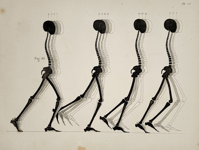 Theodor Ludwig Wilhelm von Bischoff (1807–1882) – Biomechanics of Human Gait (Walking Sequence) from the Anatomical Encyclopedia – Engraving (1843)