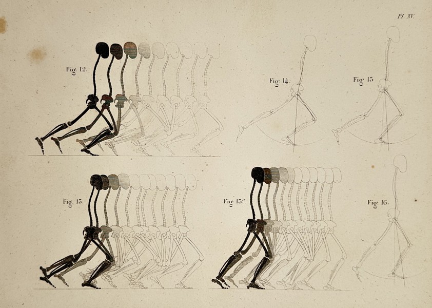Theodor Ludwig Wilhelm von Bischoff (1807–1882) – Biomechanics of Running and Springing (Sequence) from the Anatomical Encyclopedia – Engraving (1843)